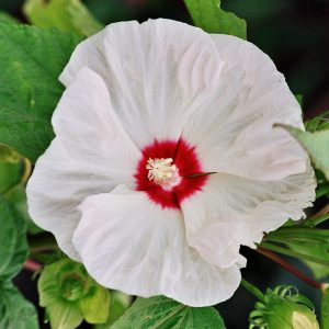 Hibiscus moscheutos 'Old Yella' (S)