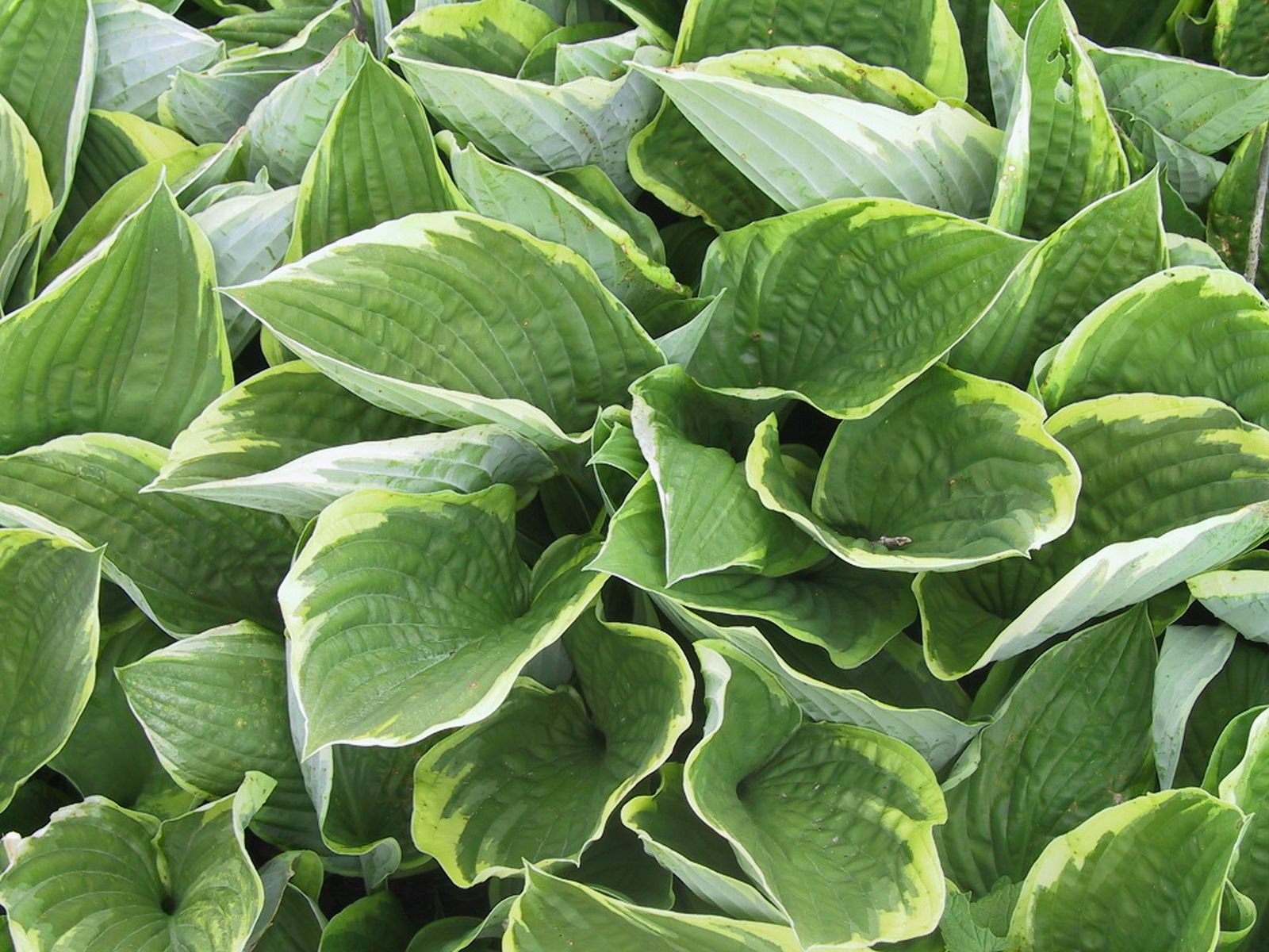 Hosta x fortunei 'Aureomarginata'