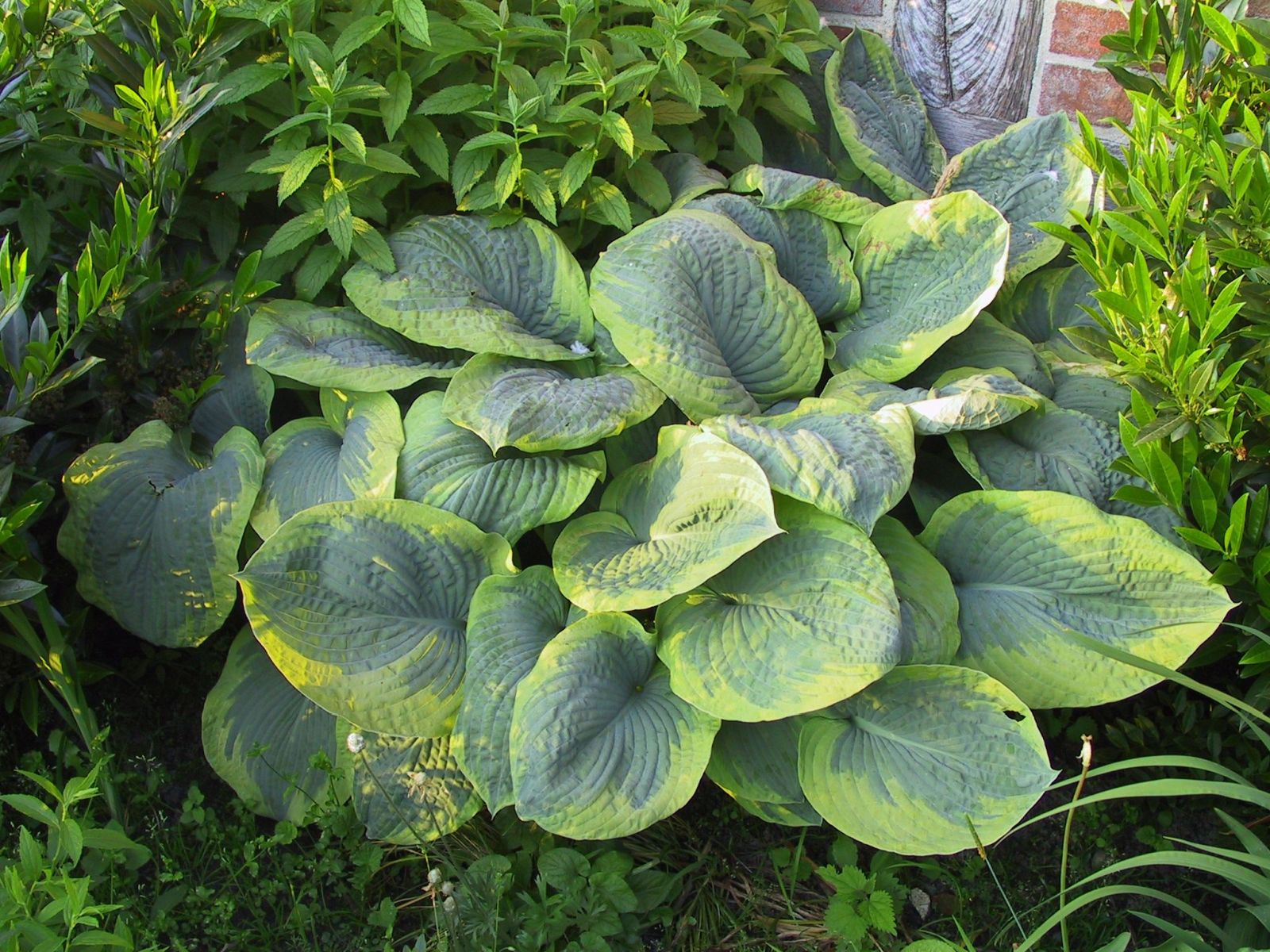Hosta sieboldiana 'Frances Williams'
