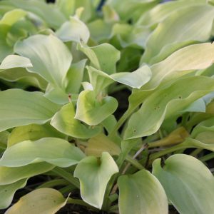 Hosta plantaginea 'Honeybells'