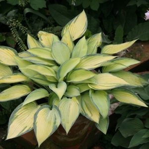 Hosta x tardiana  'June'  -R-