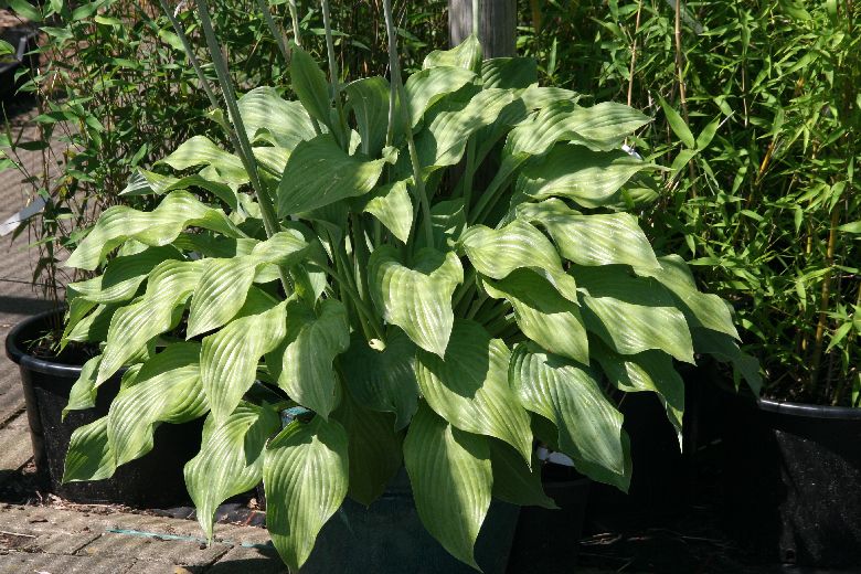 Hosta nigrescens 'Krossa Regal'