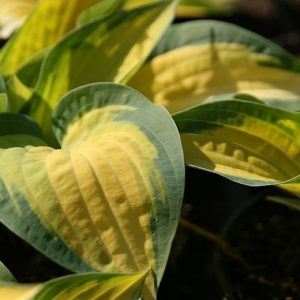 Hosta x fortunei 'Orange Marmelade'