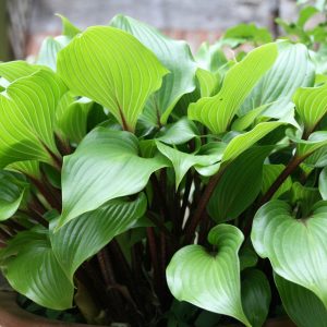 Hosta lancifolia 'Red October'