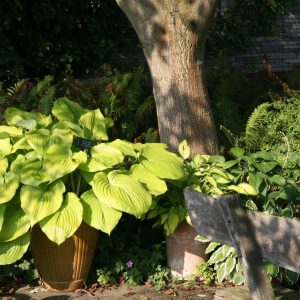 Hosta x cult. 'Sum and Substance'