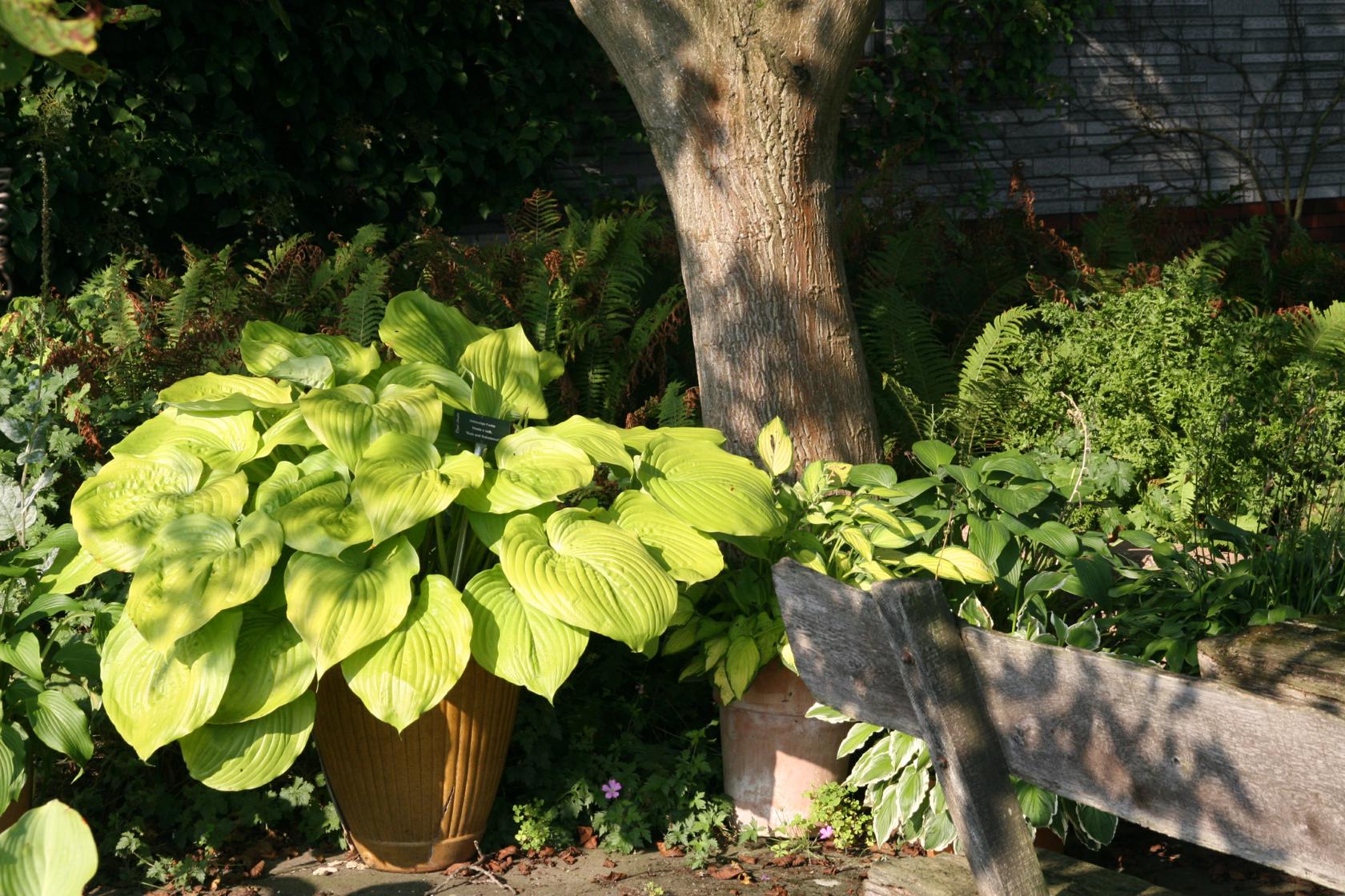 Hosta x cult. 'Sum and Substance'