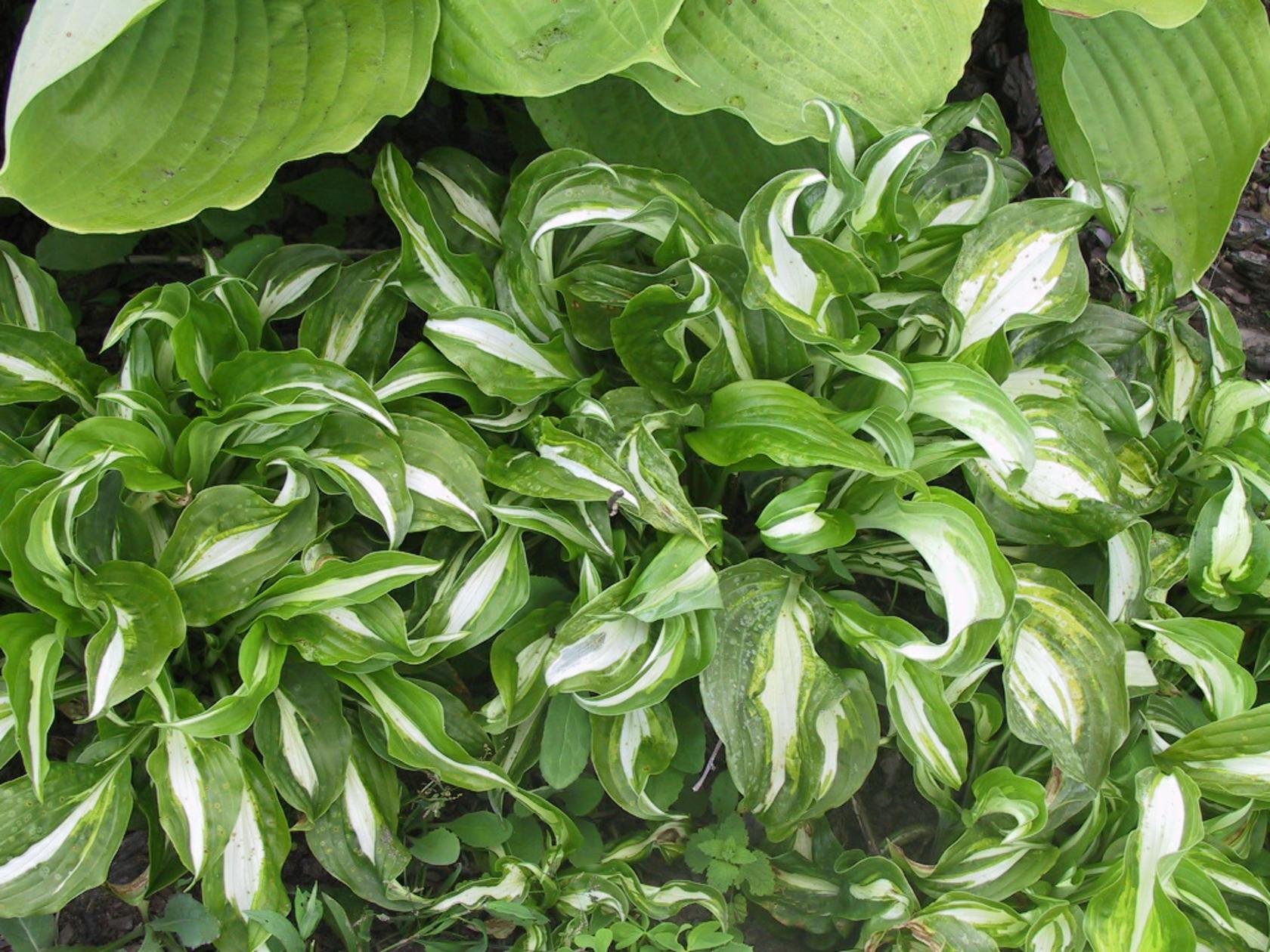 Hosta undulata 'Univittata'