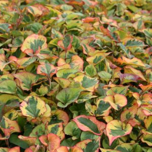 Houttuynia cordata 'Chamaeleon'