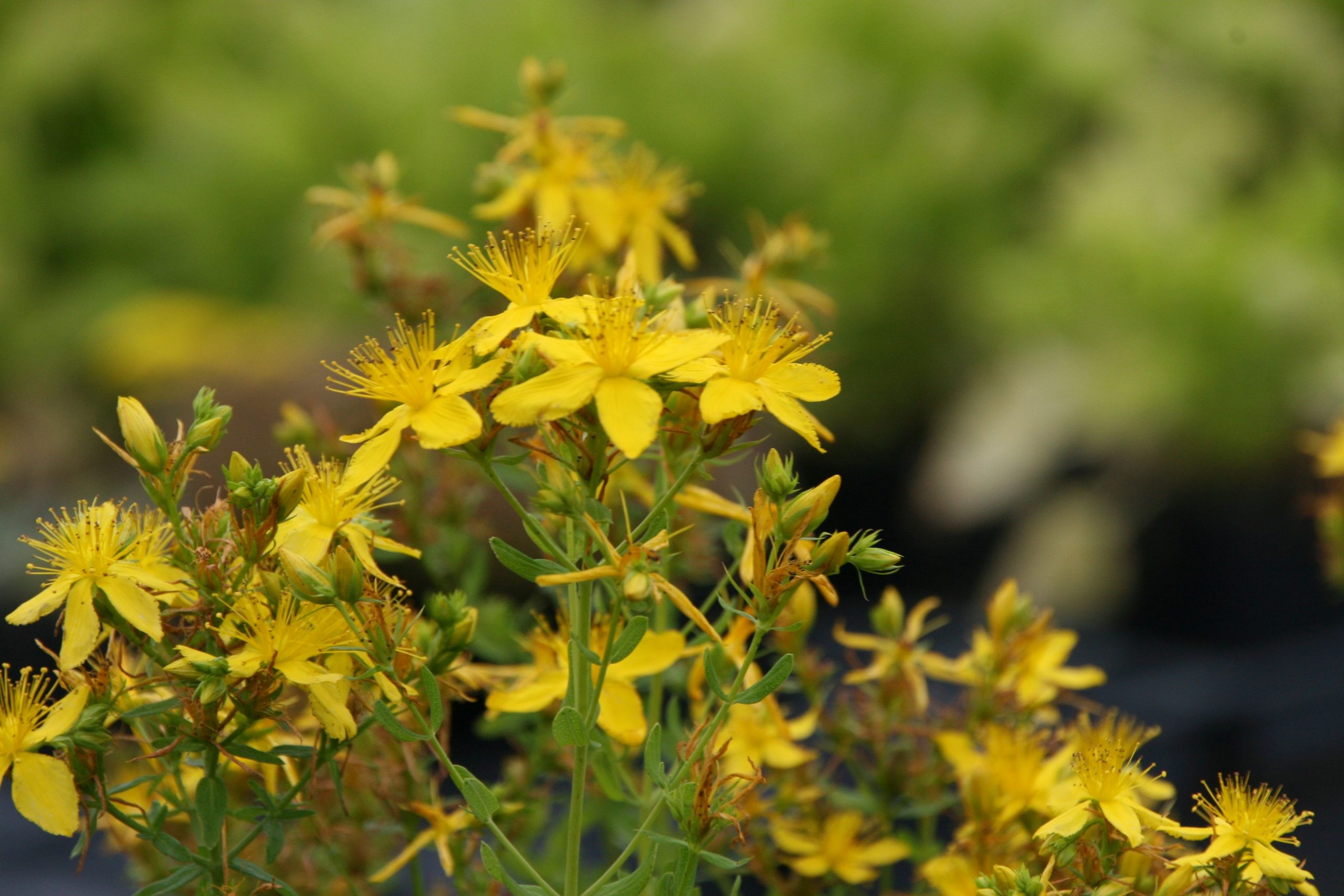 Hypericum perforatum