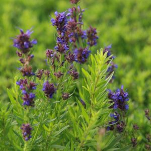 Hyssopus officinalis ssp.aristatus