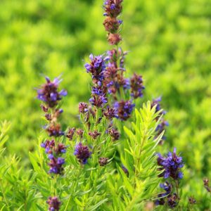 Hyssopus officinalis