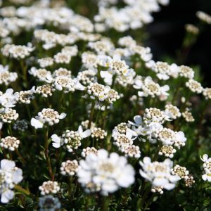 Iberis sempervirens 'Appen Etz'
