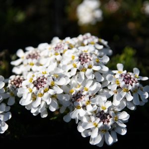 Iberis saxatilis 'Frühlingsgruß'