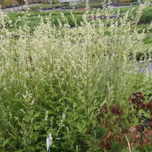 Artemisia lactiflora 'Weiße Dame'