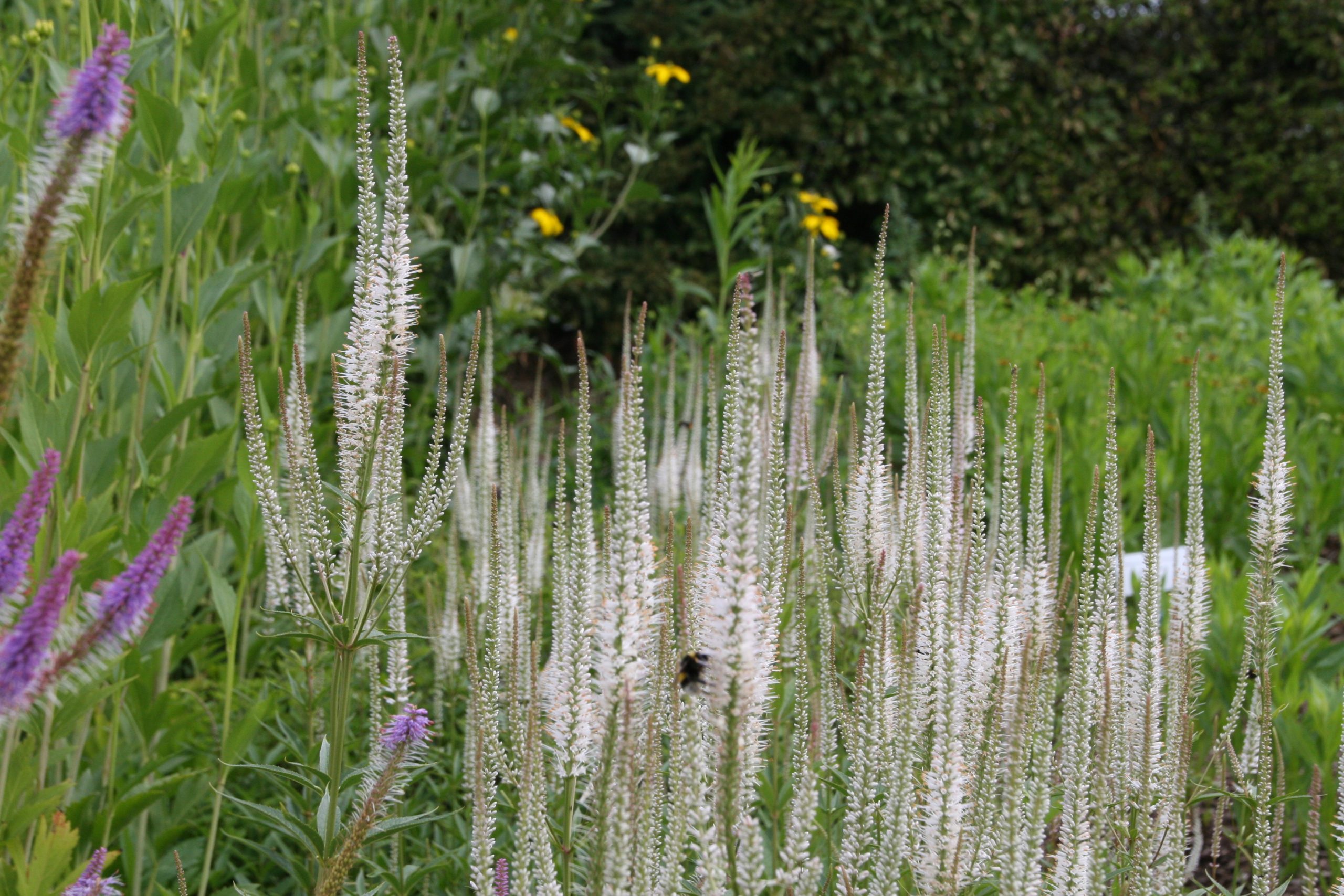 Veronicastrum virginica 'Schneespeer'