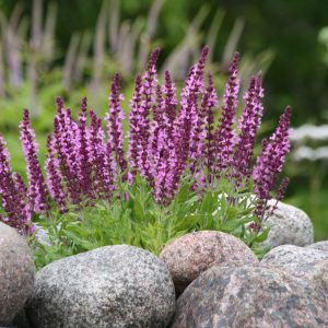 Salvia nemorosa 'Rose Queen'
