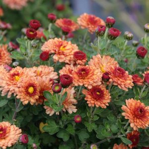 Chrysanthemum x hort. 'Herbstbrokat'