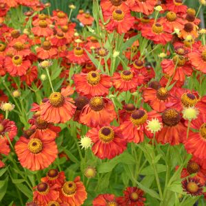 Helenium x cult. 'Indianersommer'