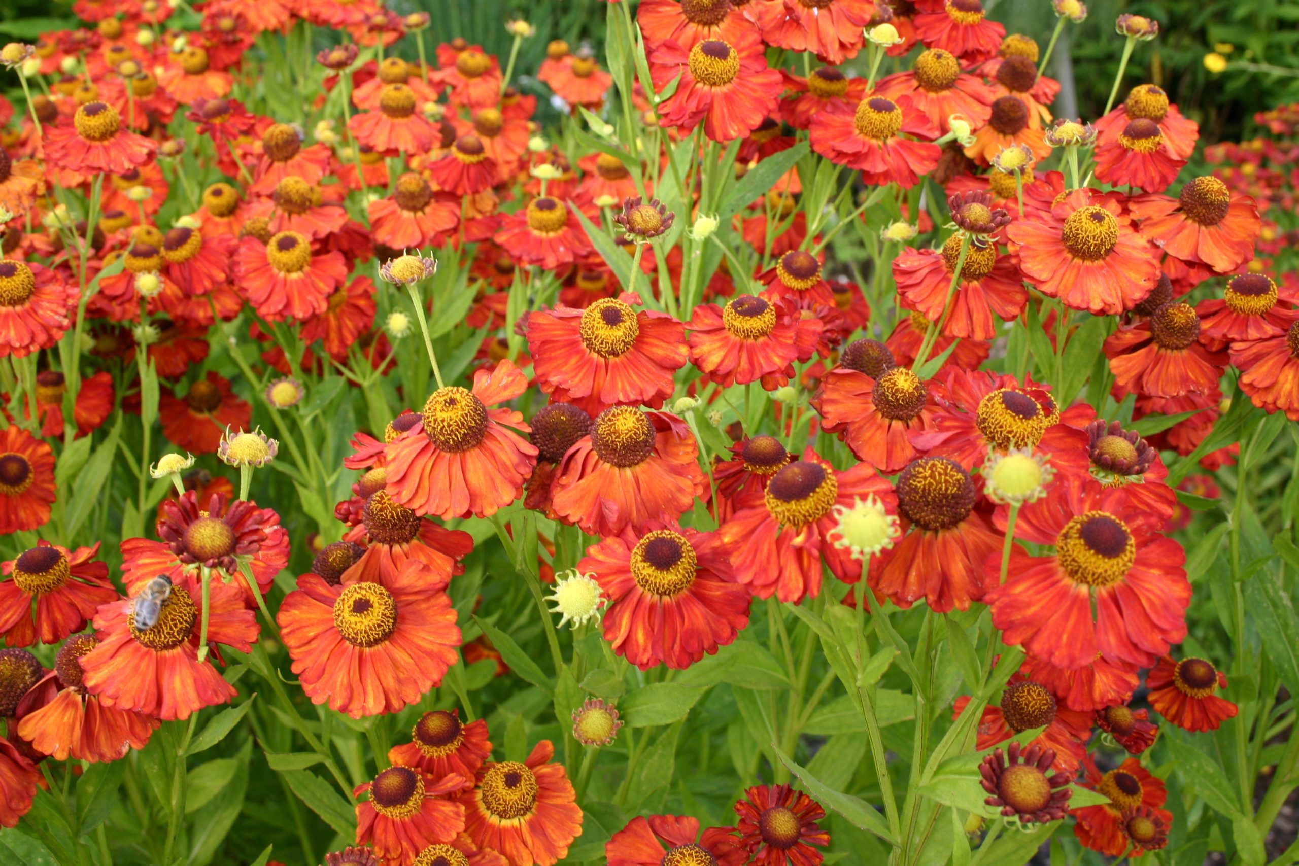 Helenium x cult. 'Indianersommer'