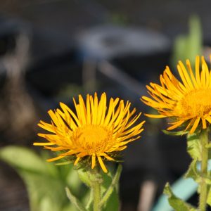 Inula orientalis