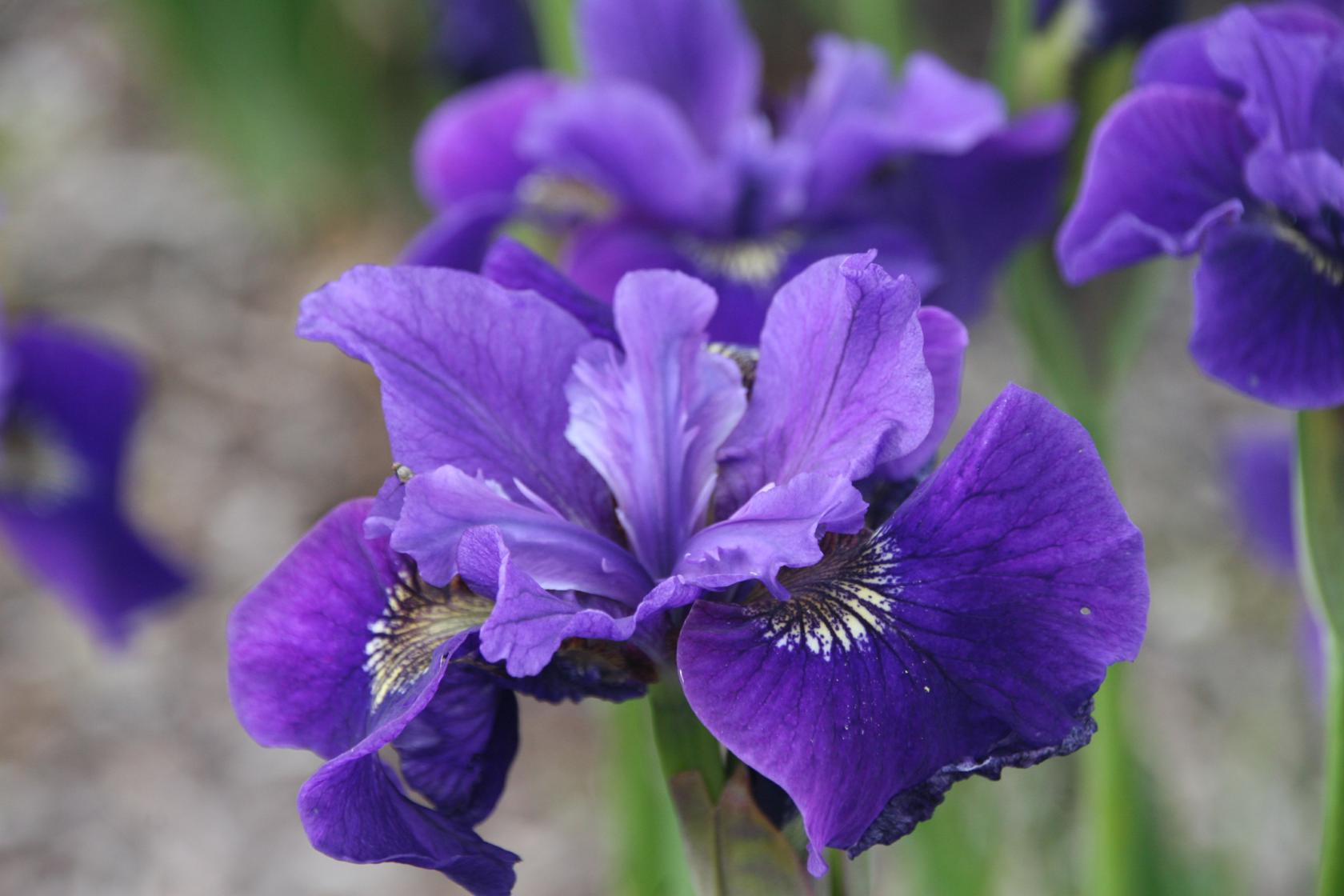 Iris sibirica 'Ruffled Velvet'