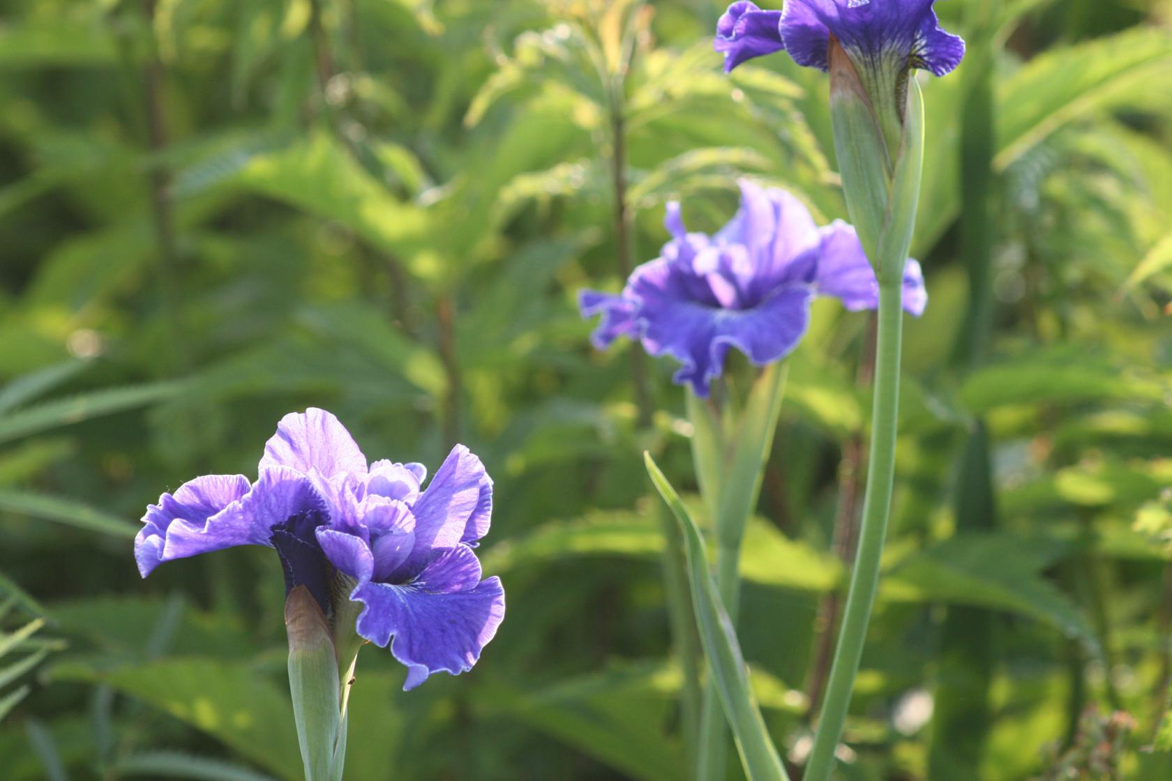 Iris sibirica 'Plissee' (tetraploid)