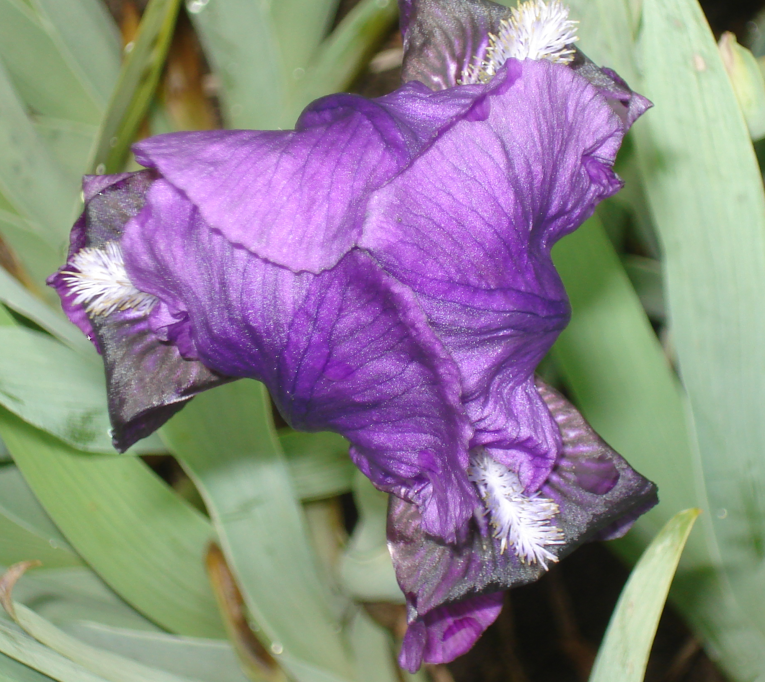 Iris x barbata elatior 'Black Knight'