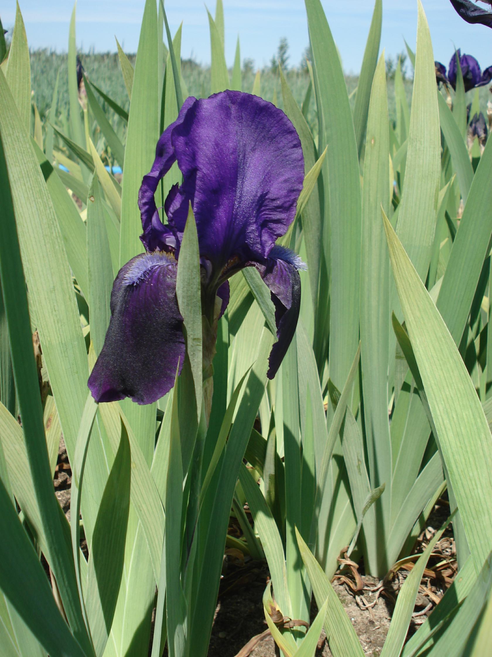 Iris x barbata elatior 'Eleanore Roosevelt'
