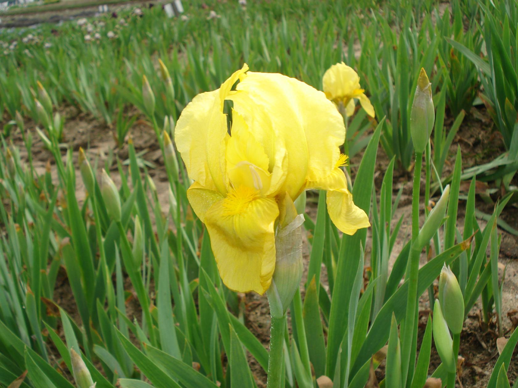 Iris x barbata elatior 'St. Crispin''
