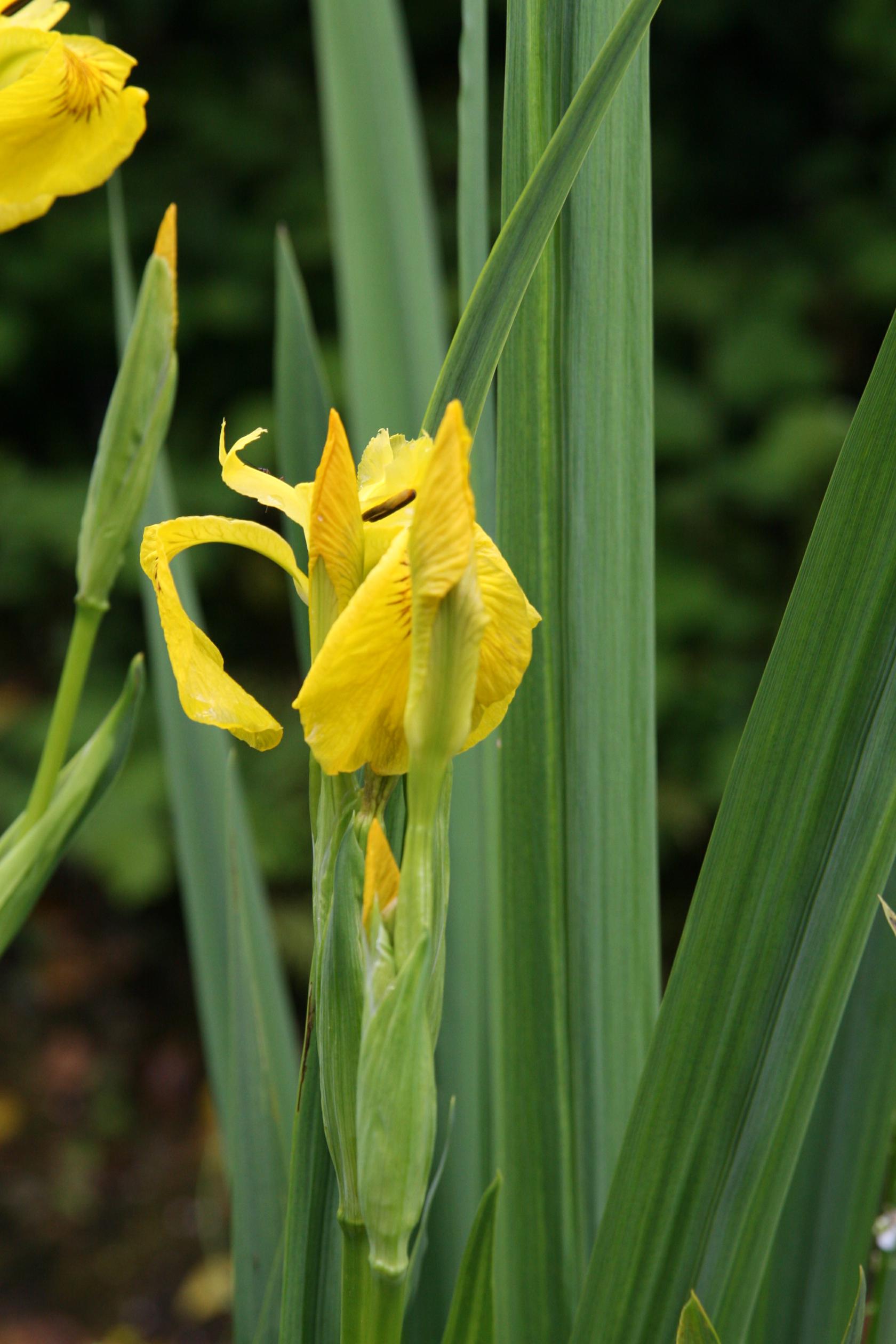Iris pseudacorus