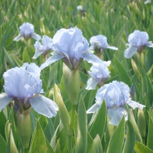 Iris x barbata-nana 'Blue Denim'