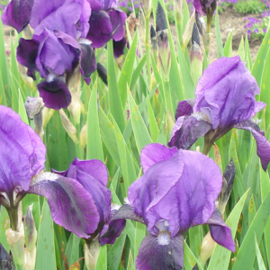 Iris x barbata-nana 'Hamburger Nacht'