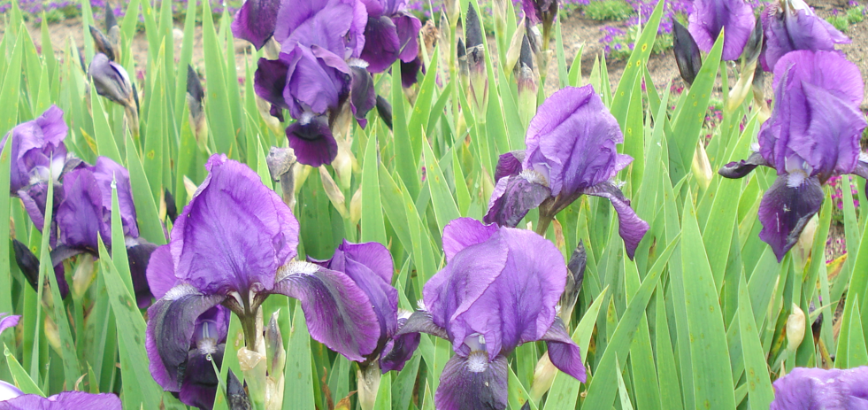 Iris x barbata-nana 'Hamburger Nacht'