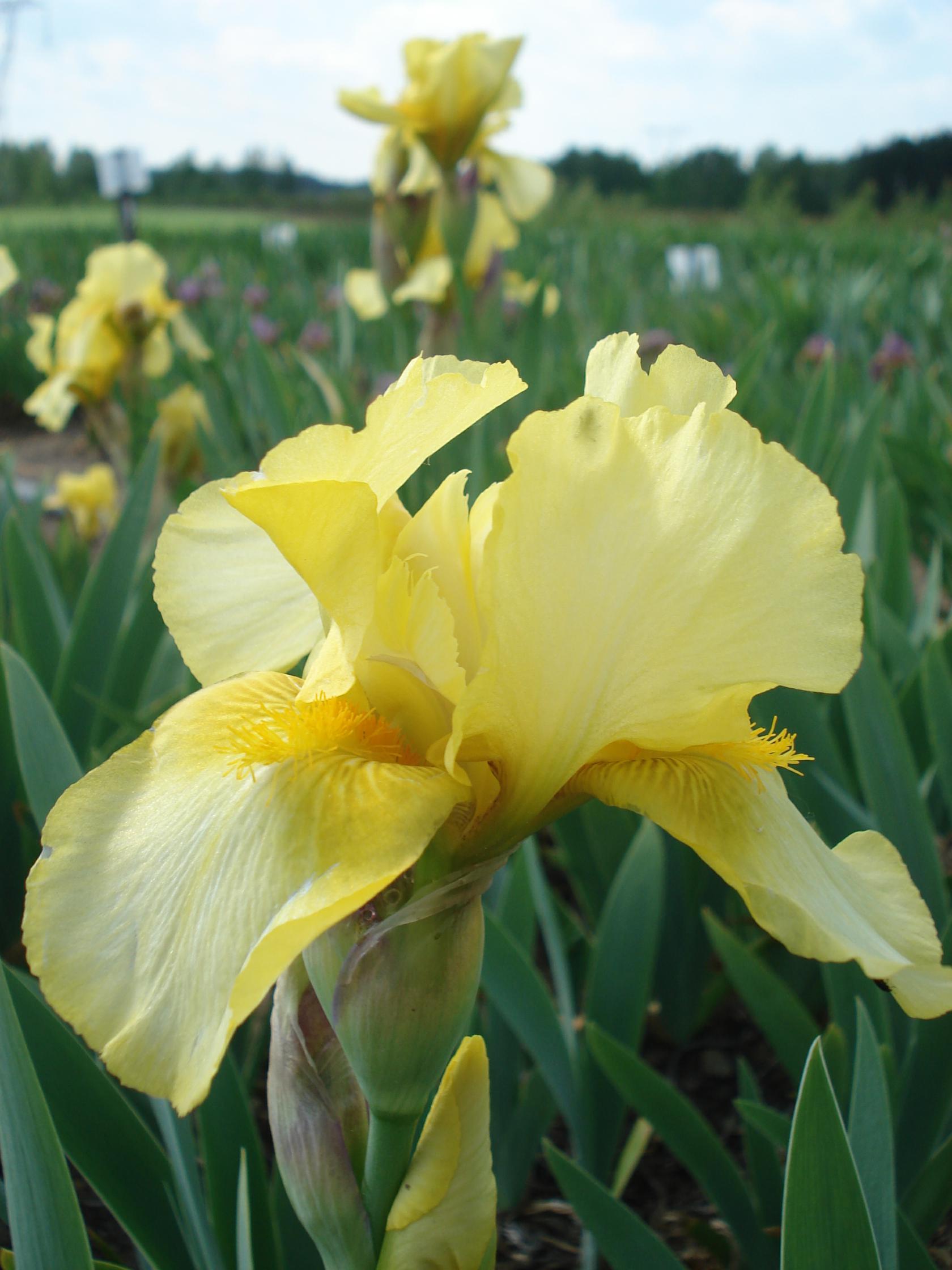 Iris x barbata-nana 'Ritz'