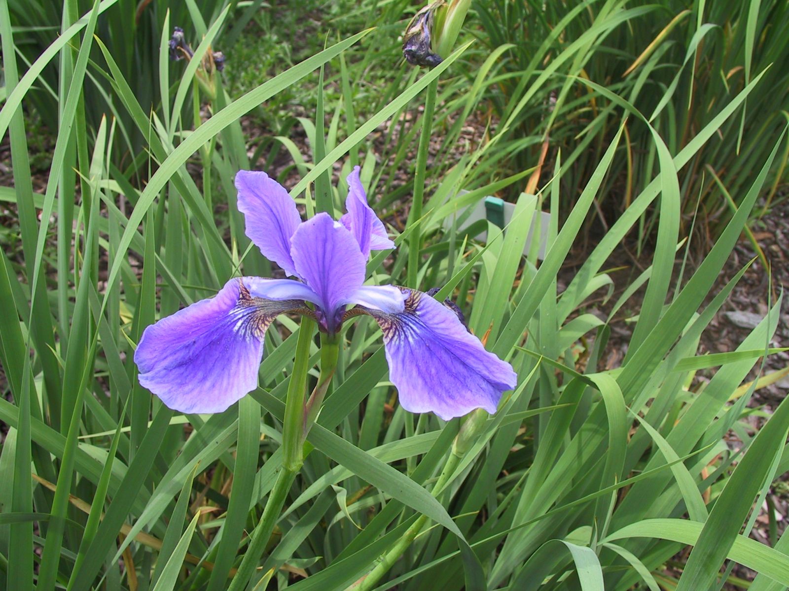 Iris sibirica 'Dreaming Spires'