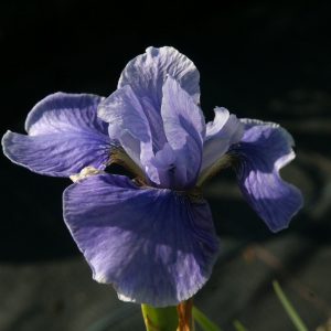 Iris sibirica 'Dancing Nanou'