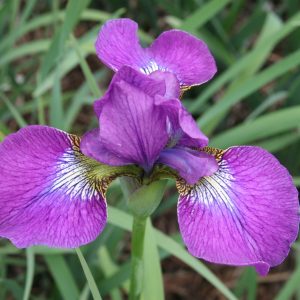 Iris sibirica 'Even'
