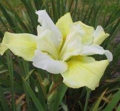 Iris sibirica 'Welfenfürstin'