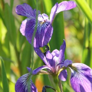 Iris versicolor