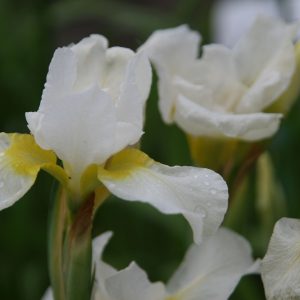 Iris sibirica 'Viel Schnee'        ( tetraploid)