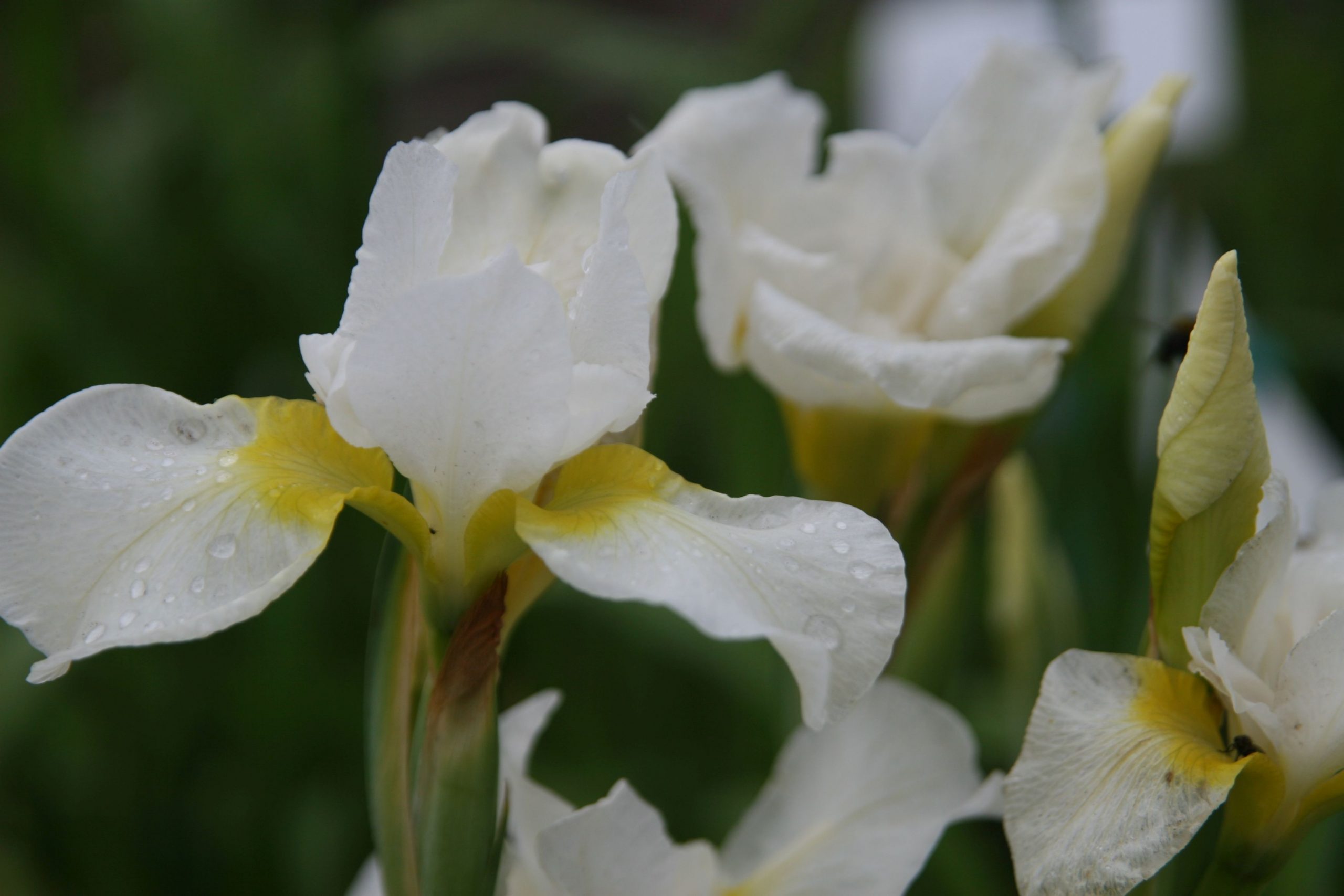 Iris sibirica 'Viel Schnee' ( tetraploid)