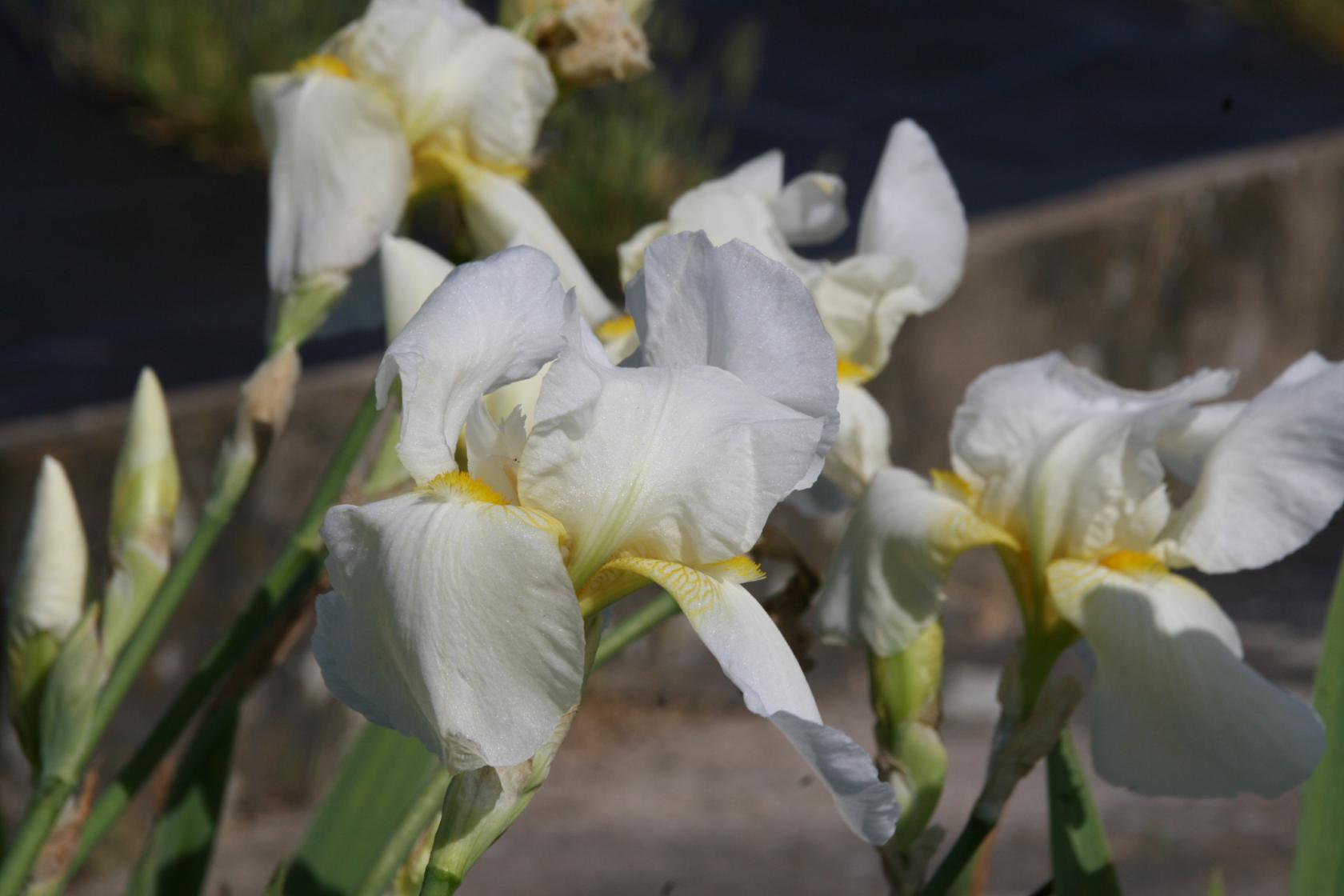 Iris x barbata elatior 'Lugano'