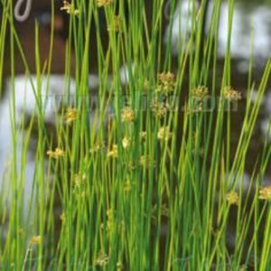 Juncus effusus