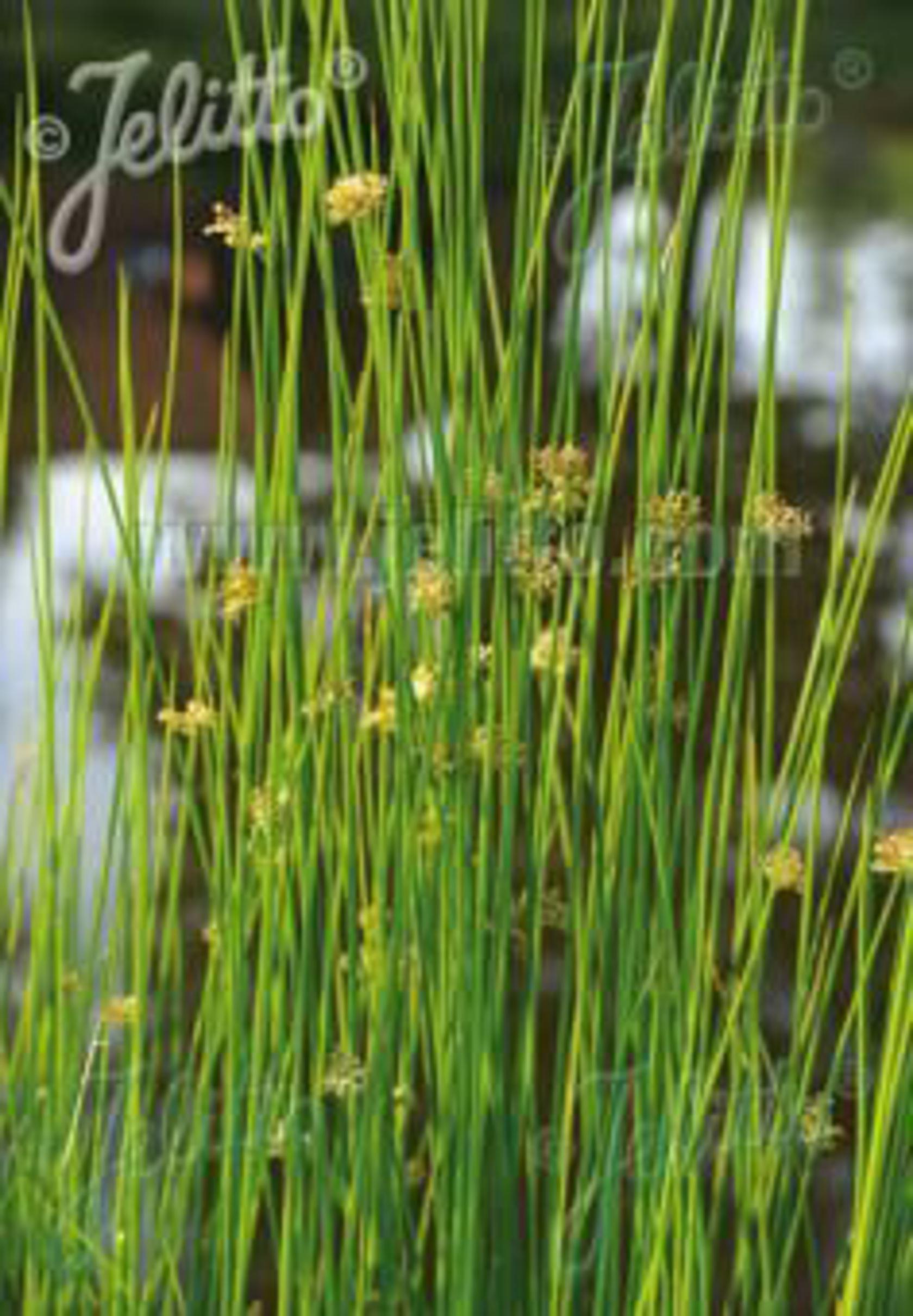 Juncus effusus