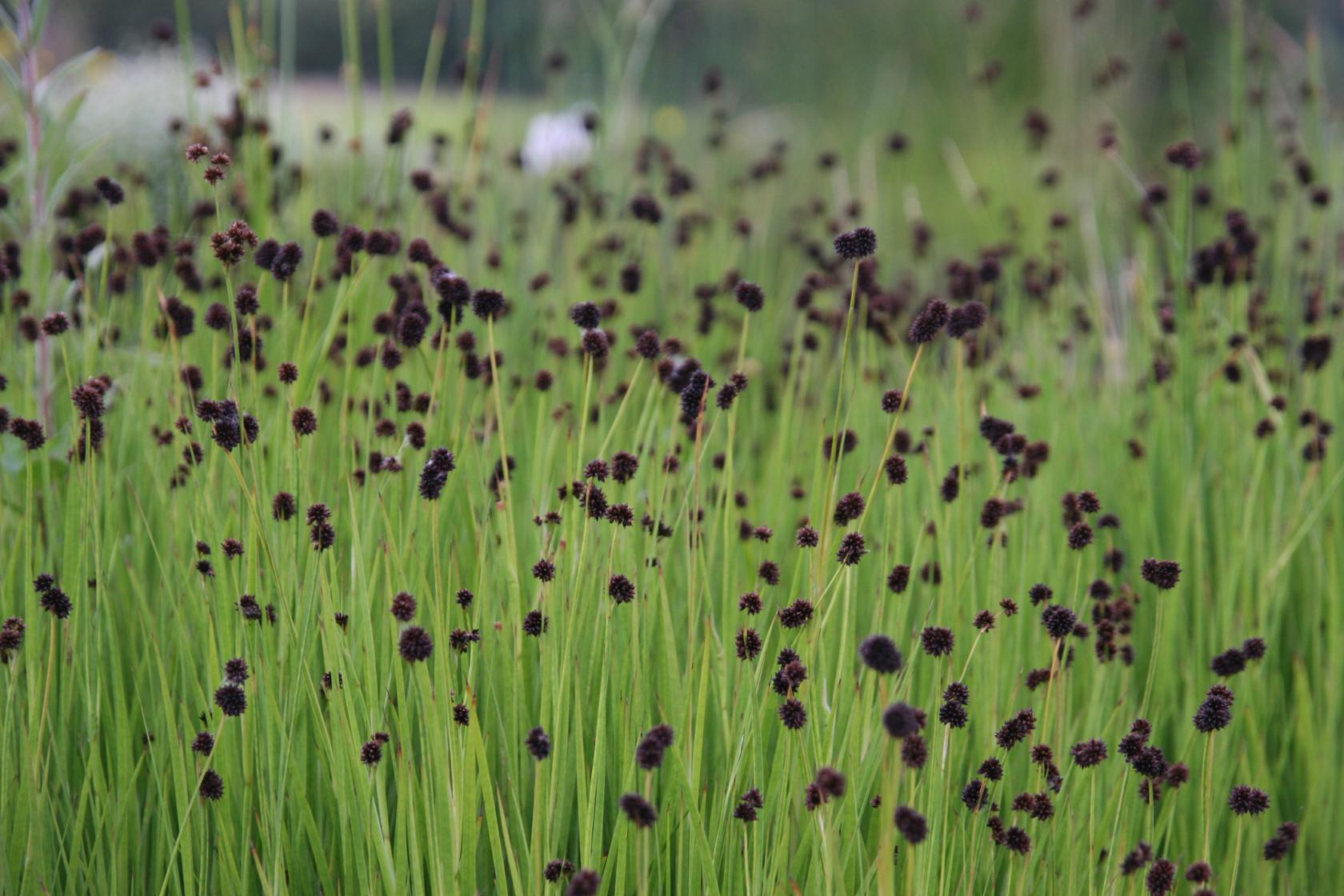 Juncus ensifolius