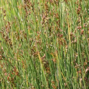 Juncus inflexus