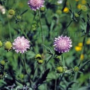 Knautia arvensis
