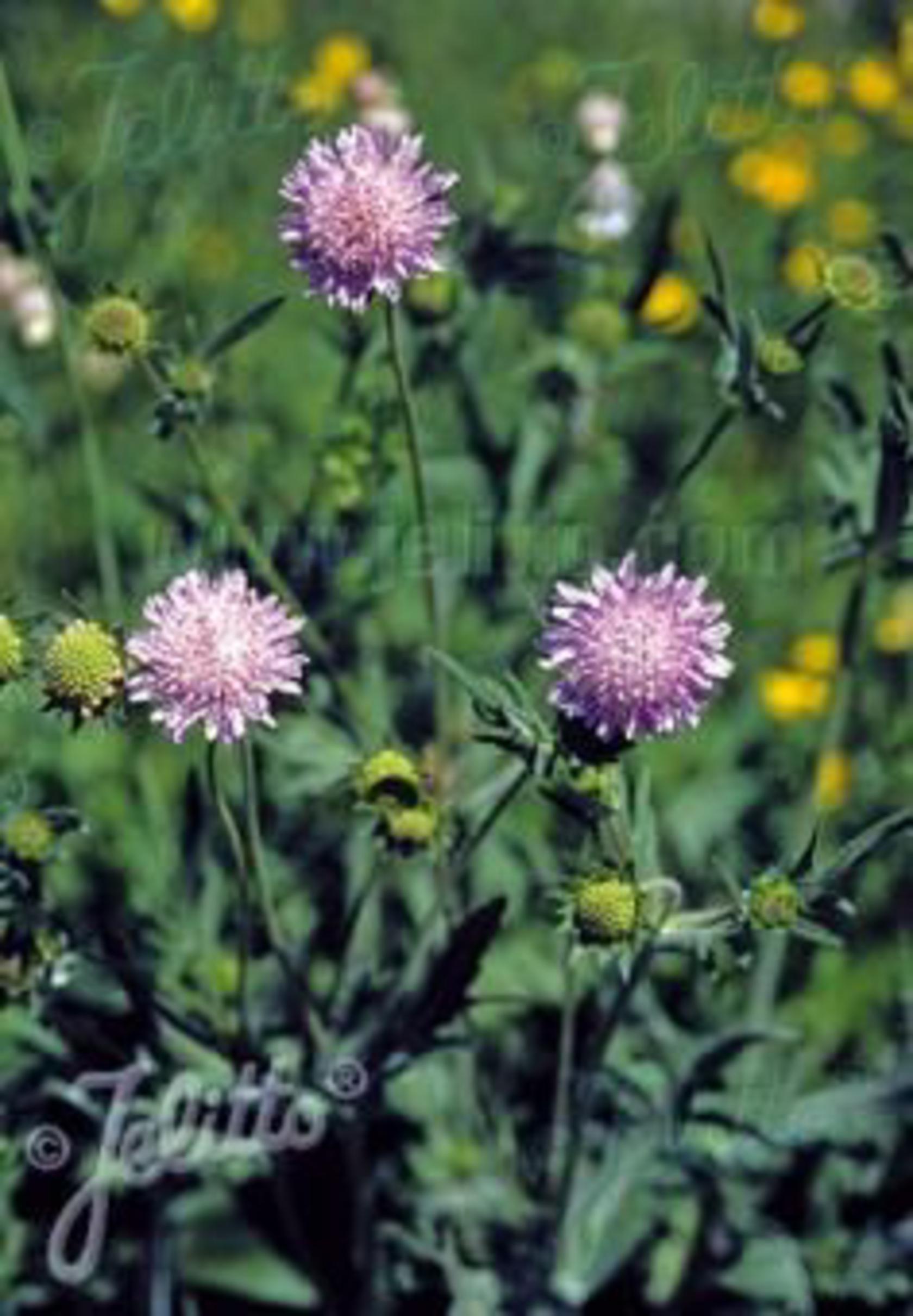 Knautia arvensis