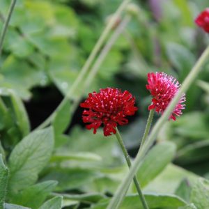 Knautia macedonica 'Mars Midget'