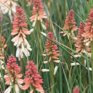 Kniphofia 'Orange Vanilla Popsicle' (S)